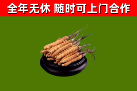 丰顺县烟酒回收冬虫夏草.jpg